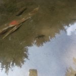 phoca_thumb_m_vp 2.den 35 Fotogalerie